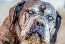 photographe portrait lifestyle family à Bressuire, Parthenay, Niort, Les Herbiers, Cholet . déplacements en Deux Sèvres, Vendée, Maine et Loire, et sur toute la france.