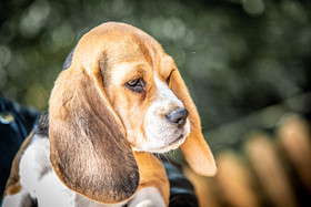 photographe portrait lifestyle family à Bressuire, Parthenay, Niort, Les Herbiers, Cholet . déplacements en Deux Sèvres, Vendée, Maine et Loire, et sur toute la france.